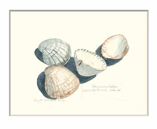 Nr.103 Herzmuscheln - Aquarell 2013