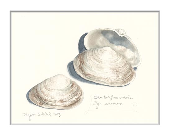 Nr.30 Sandklaffmuscheln - Aquarell 2013