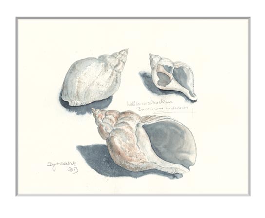 Nr.32 Wellhornschnecken - Aquarell 2013