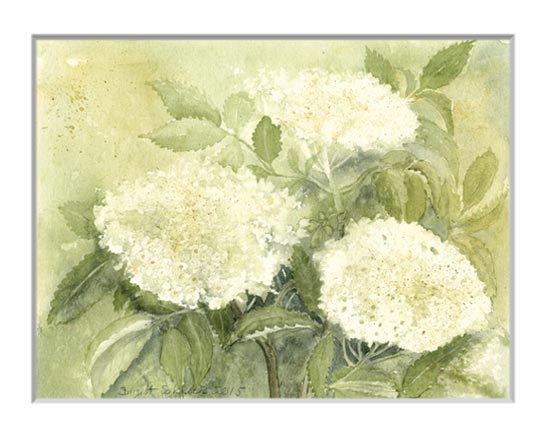 Nr.60 Holunder blüht in meinem Garten - Aquarell 2015