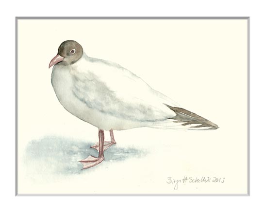 Nr.62 Lachmöwe - Aquarell 2015